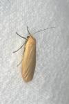 Wittia sororcula