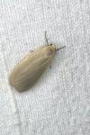 Collita griseola