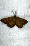 Ematurga atomaria