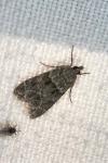 Eudonia mercurella