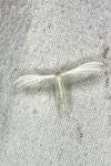 Pterophorus pentadactylus