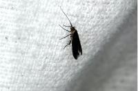 Coleophora