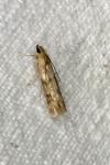 Homoeosoma sinuella