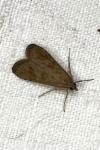 Nomophila noctuella