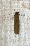 Pelosia muscerda