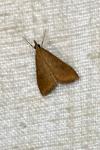 Udea ferrugalis