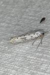 Yponomeuta