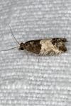 Spilonota ocellana