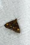 Pyrausta aurata