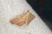 Endotricha flammealis