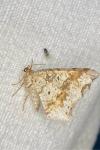 Macaria alternata