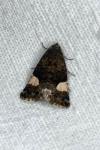 Tyta luctuosa