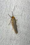 Manulea complana