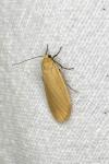 Wittia sororcula