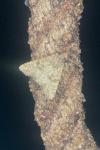 Mesapamea secalella/secalis
