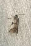 Acrobasis glaucella/fallouella