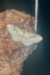 Idaea rusticata