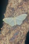 Idaea fuscovenosa