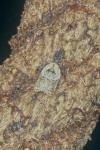 Acleris variegana
