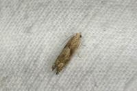 Eucosma conterminana