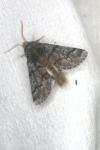 Thaumetopoea pityocampa