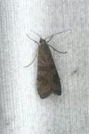 Nomophila noctuella