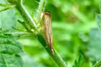 Agriphila straminella