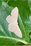 Idaea aversata