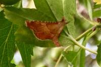 Endotricha flammealis