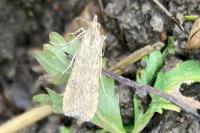 Nomophila noctuella