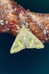 Trachea atriplicis