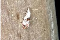 Cochylis hybridella