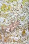 Agrotis segetum
