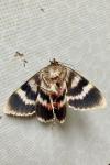Catocala elocata