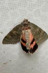 Catocala elocata