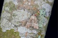 Mesoligia furuncula