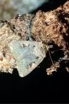 Xestia c-nigrum