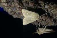 Mythimna albipuncta