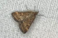 Pyrausta despicata