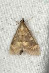 Ostrinia nubilalis