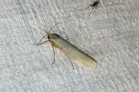Manulea complana