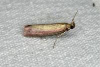 Oncocera semirubella