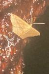 Scopula imitaria