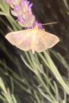 Patania ruralis