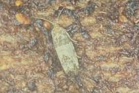 Spilonota ocellana
