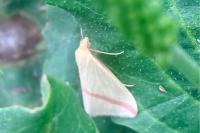 Rhodometra sacraria