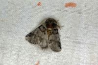 Thaumetopoea processionea