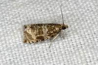 Celypha lacunana