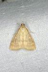 Ostrinia nubilalis