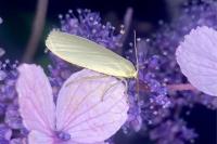 Wittia sororcula